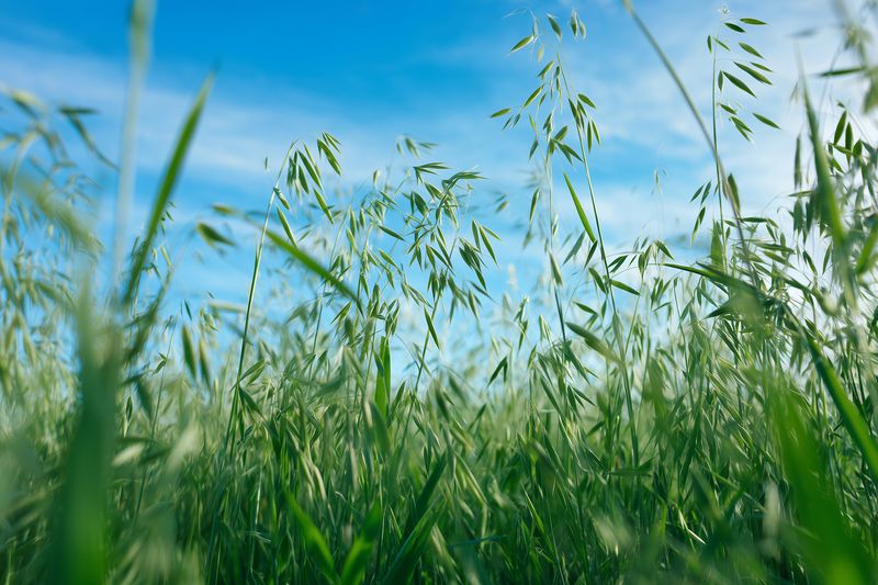 Low-angle close-up of tall green grasses with delicate seed heads swaying in sunlight against a clear blue sky, evoking natural freshness, tranquility, and summer openness.