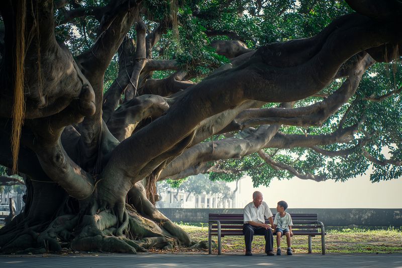 Elderly man and young boy sit on a wooden bench beneath expansive, ancient tree with twisting roots and branches, sharing a quiet conversation in dappled sunlight.