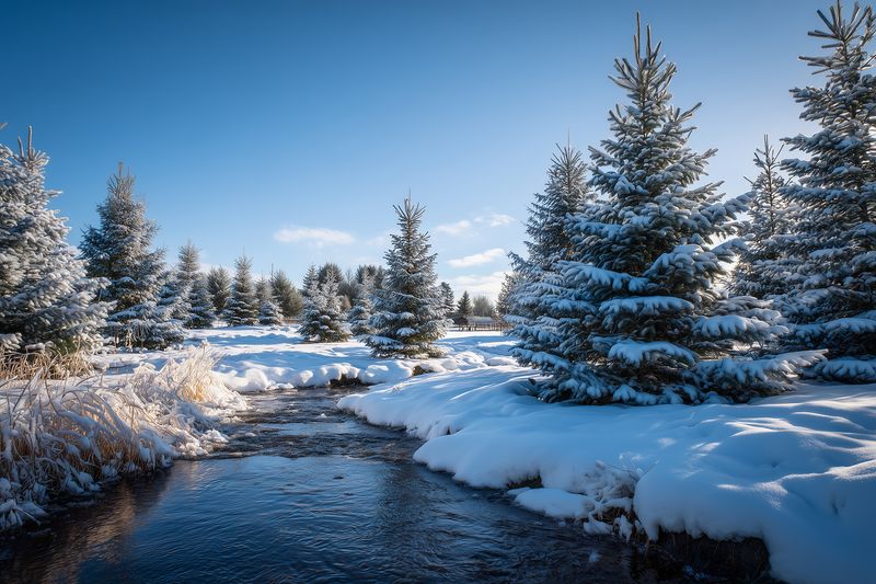 Snow evergreen stream winter trees landscape under blue sky sunlight, creek winding through snowy meadow, frost covered firs and grasses, tranquil cold nature scene imagery