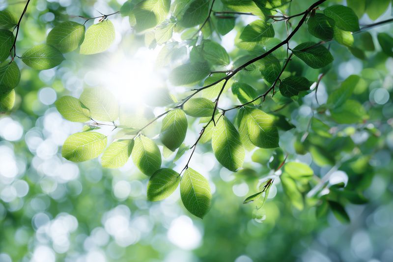 Leaves sunlight green bokeh nature foliage sunbeam spring summer fresh, closeup of sunlit leaves on branch with morning light and soft bokeh suggesting growth
