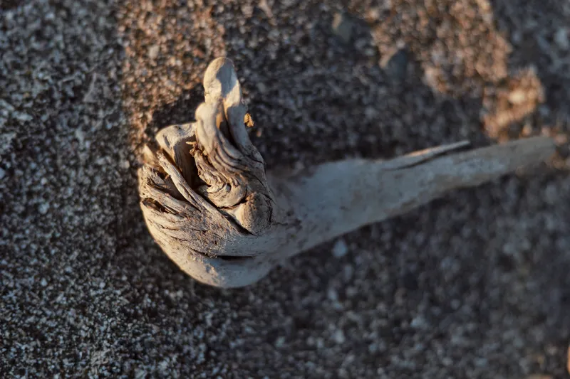 Natural driftwood piece lying on dark sand of ocean beach. Close up texture of weathered wood with rough surface. Minimalist nature concept for relaxation lifestyle.