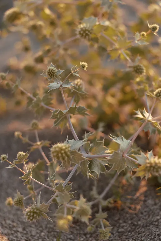 A dry desert thistle plant grows in sandy soil under warm golden sunlight. This botanical scene reflects a minimalist lifestyle and natural wild beauty of dry nature.