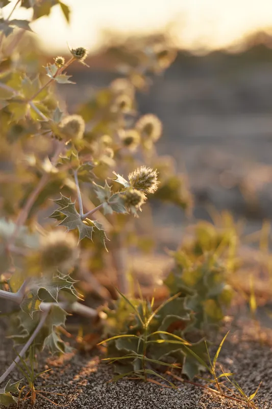 Wild prickly plant grows on sandy ground at sunset, captured with shallow depth of field. Soft golden light illuminates the textured leaves, creating a calm and natural atmosphere for wellness.