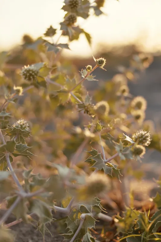 Close up of a sea holly plant growing on a sandy beach at sunset, with warm golden light illuminating the prickly textured leaves and flowers in a peaceful and tranquil coastal environment.