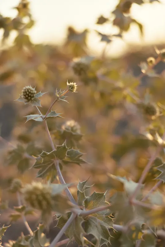 Close up of spiky eryngium thistle flowers glowing in the warm golden hour sunlight at sunset, creating a soft botanical background. Concept of wild nature, floral textures, and summer serenity.