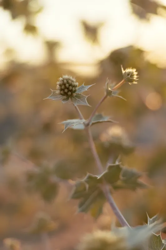 A dry eryngium plant stands in a meadow during warm sunset light. The prickly flower silhouette creates a serene autumn lifestyle atmosphere, perfect for nature photography and wild floral decor.