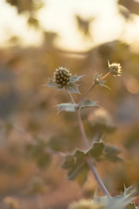 Close up shot of wild eryngium flower in the field during golden hour. The thorny plant with textured leaves creates a natural lifestyle aesthetic in warm soft evening sunlight outdoor.