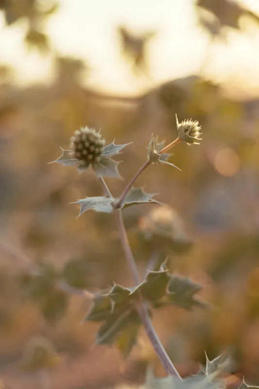Close up photo of prickly sea holly flower in meadow at golden hour. The soft sunlight illuminates the dry herbal plant in field with bokeh background atmosphere.
