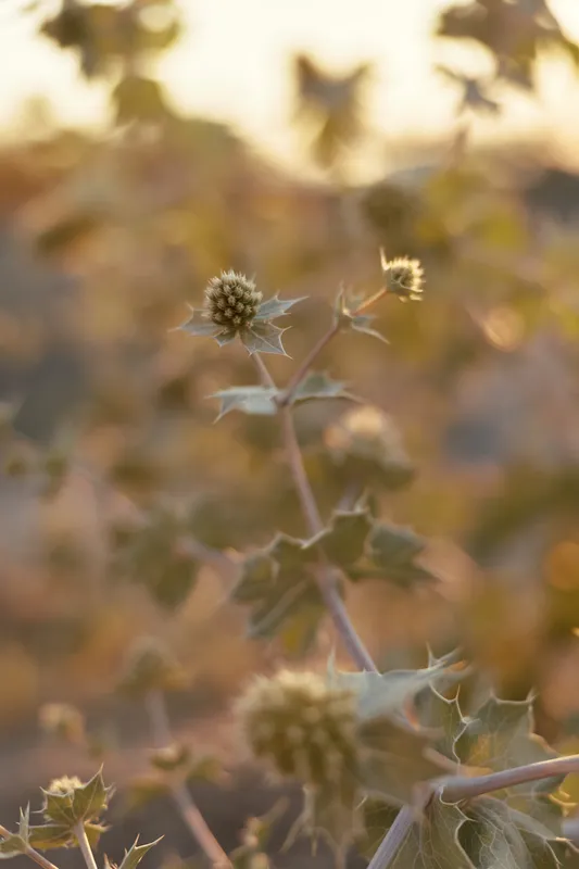 Wild thistle plant close up in soft golden hour light. Nature outdoor lifestyle concept with dry prickly flower in a meadow. Warm sunset sunshine creates calm mood.