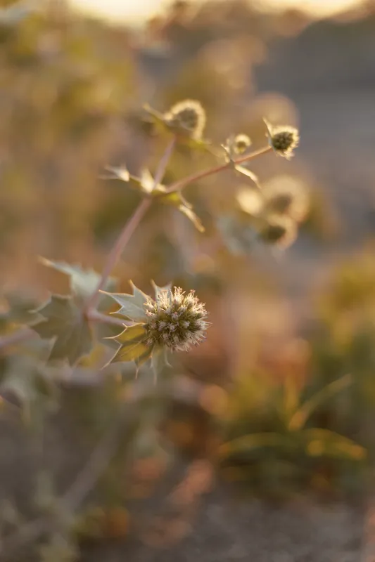 Close up photo of a prickly sea holly plant blooming in the summer sunset light. The golden hour illuminates the wild flower in nature. Concept for garden, botany, outdoor, and wild meadow.